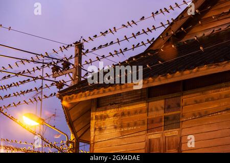 A flock of barn swallow perching on a wires and eaves of wooden house. Betong City, Yala, Southern Thailand. Bird migration. Stock Photo