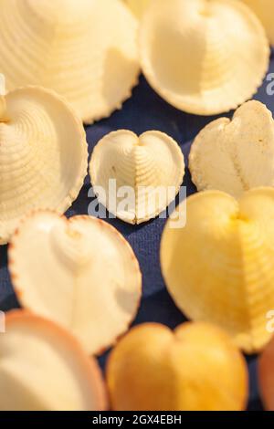 Top view of heart shapes sea shells, white heart on blue velvet background. Close-up. Selective focus. Stock Photo