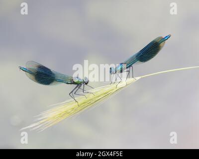 Banded Demoiselle - male Calopteryx splendens Essex,UK IN002098 Stock Photo