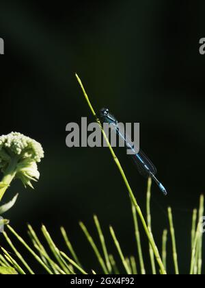 Azure Damselfly - male Coenagrion puella Essex,UK IN002151 Stock Photo ...