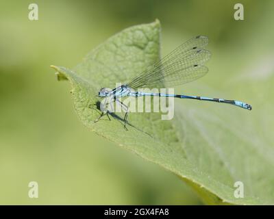 Azure Damselfly - male on Burdock leaf Coenagrion puella Essex,UK IN002158 Stock Photo