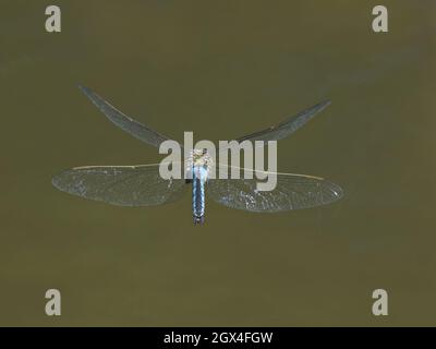 Emperor Dragonfly - male in flight Anax imperator Essex,UK IN002199 Stock Photo