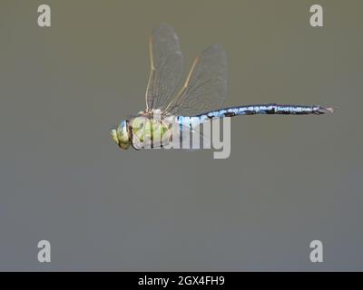 Emperor Dragonfly - male in flight Anax imperator Essex,UK IN002203 Stock Photo