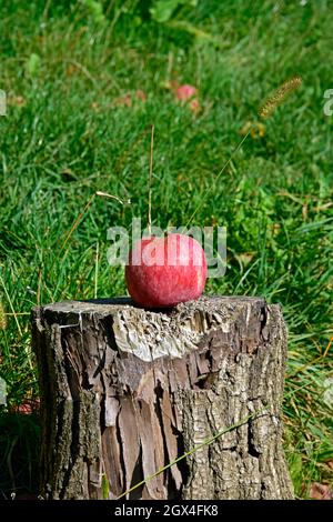 A single red apple on a dry tree log in closeup view on green grass background, in bright sunshine. Stock Photo