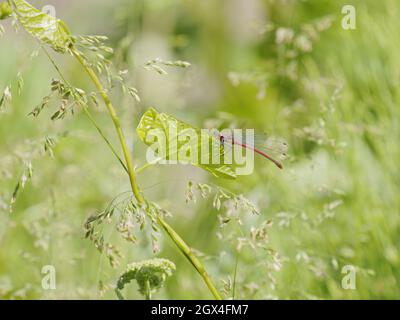 Large Red Damselfly Pyrrhosoma nymphula Essex,UK IN002213 Stock Photo