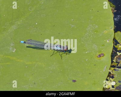 Red Eyed Damselfly - on waterlily leaf Erythromma najas Essex,UK IN002217 Stock Photo