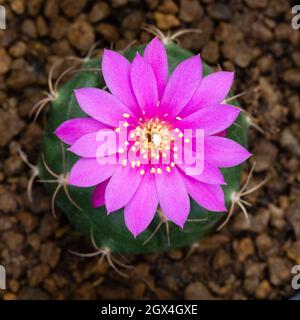 Matucana oreodoxa ssp. roseiflora, Peru. Stock Photo