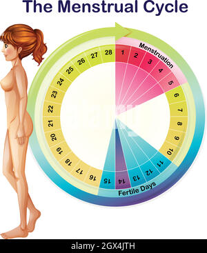 Menstrual Cycle Fertility Chart Stock Illustrations – 239 Menstrual Cycle  Fertility Chart Stock Illustrations, Vectors & Clipart - Dreamstime