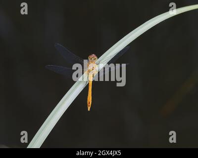 Ruddy Darter Dragonfly - immature male Sympetrum sanguineum Essex,UK IN002391