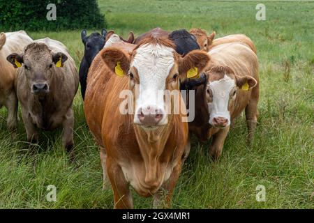 Group of cows together gathering in a field, looking towards the camera. Stock Photo