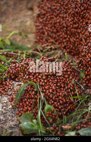 large colony of red and black beetles on a stone Stock Photo - Alamy
