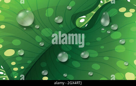 Waterdrops on green leaf Stock Vector