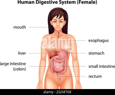 Human digestive system Stock Vector