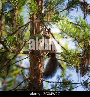A squirrel with a rampted tail sits on a pine branch Stock Photo