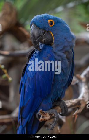 Close up of large bright blue Macaw Stock Photo