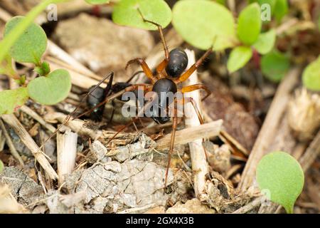 Ground Ant mimic spider, Mallinella redimita Feeding on black ant, Satara, Maharashtra, India Stock Photo