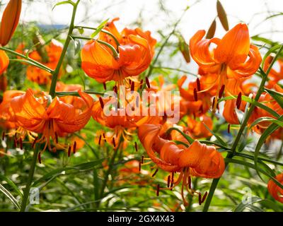 Turquoise orange lilies bloom in the front garden on a sunny summer day. Stock Photo