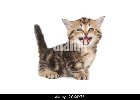 Funny Scottish kitten meows loudly, as if laughing, isolated on a white background Stock Photo