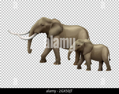 Wild elephants on transparent background Stock Vector