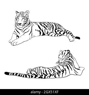 Two tigers black silhouettes on white background chinese tiger simple realistic sketch hand ink drawing vector illustration for new year design Stock Vector
