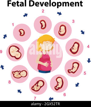 An Education Poster of Fetal Development Stock Vector