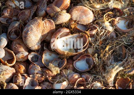 Sea shells on top of one another on a beach with seaweed after the tide went out at Sunken Meadow State Park New York. Stock Photo