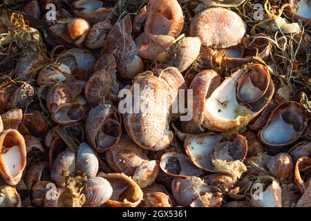 Close up of many seashells that were washed up on the beach after the tide rolled out with seaweed mixed in. Stock Photo