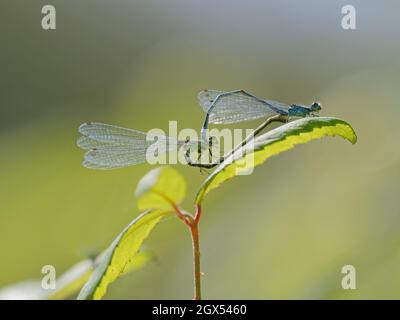 Azure Damselfly - pair mating Coenagrion puella Thompson Common,Norfolk,UK IN002708 Stock Photo