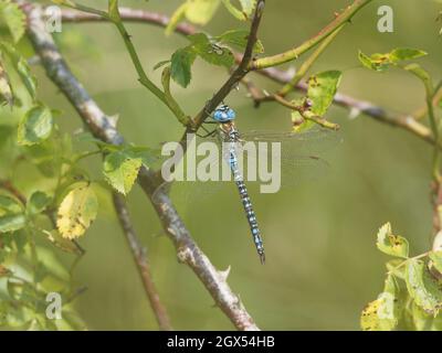 Southern Migrant Hawker Dragonfly - male at rest Aeshna affinis Canvey,Essex,UK IN002797 Stock Photo