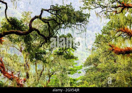 Forest around Tiger's Nest, Paro, Bhutan. Stock Photo