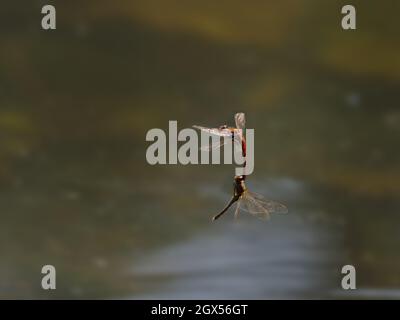 Common Darter Dragonfly - pair in flight laying eggs Sympetrum striolatum Great Lighs,Essex,UK IN003253 Stock Photo