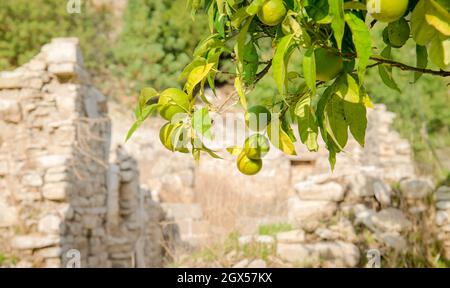 Citrus garden in abandoned traditional village in Cyprus. Branch of orange tree with green fruits in summer with stone ruins in out of focus backgroun Stock Photo