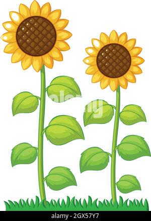 Two sunflowers in the garden Stock Vector