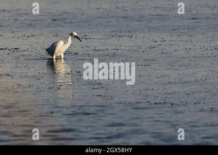 Little Egret wading for food Stock Photo