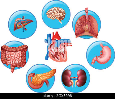 Diagram showing different human parts Stock Vector