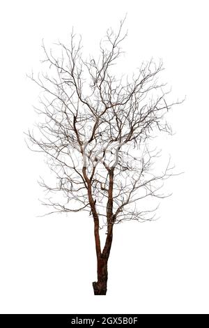 Dead tree isolated on white background. Stock Photo