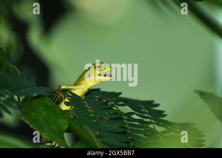 Green lizard hiding among green leaves Stock Photo