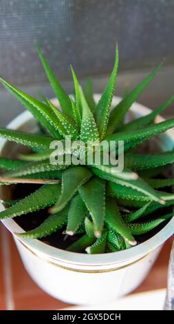 Close view of a small green aloe vera plant in a small pot Stock Photo