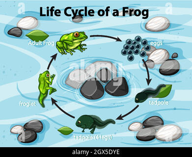 Diagram showing frog life cycle Stock Vector