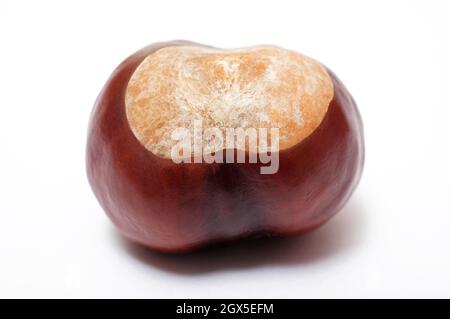 horse chestnut conker on white background Stock Photo