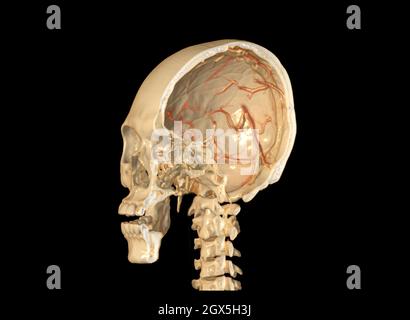 A Haft of the skull 3D showing the brain inside the skull. . Stock Photo