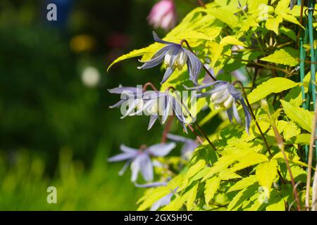 Blue double Atragene (clematis) variety Stolwijk Gold blooms in the garden. Clematis with golden yellow leaves. Stock Photo