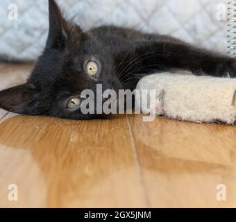 A solid black domestic shorthair kitten (7 weeks) lies on a hardwood floor after playing Stock Photo