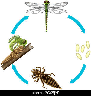 Life cycle of dragon fly on white background illustration Stock Vector ...