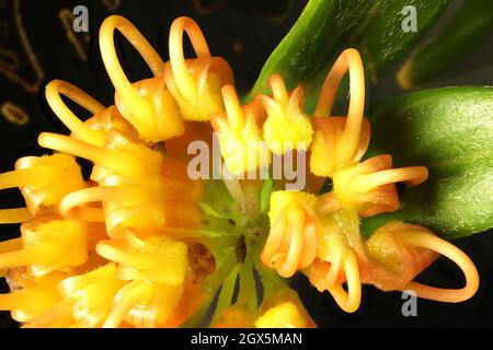 Close up of Grevillea 'Apricot Glow' inflorescence, South Australia Stock Photo