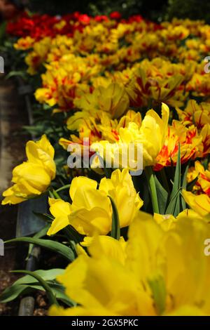 Yellow, Red, White Tulips Planted On Yelagin Island In St. Petersburg 