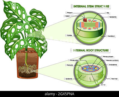 Diagram showing stem and root structure Stock Vector