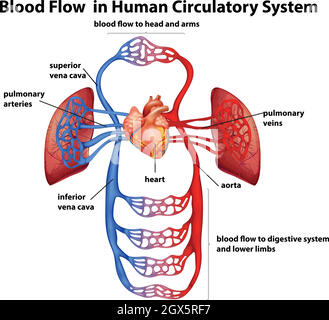 Blood flow in human circulatory system Stock Vector