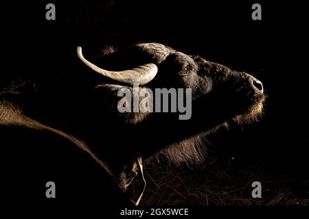 ZAKARPATTIA REGION, UKRAINE - OCTOBER 03, 2021 - A buffalo is pictured at the Carpathian Buffalo farm near Vynohradiv village, Zakarpattia Region, wes Stock Photo