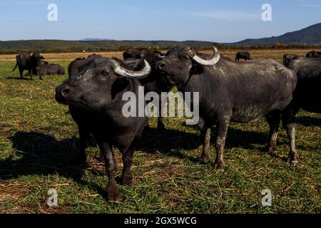 ZAKARPATTIA REGION, UKRAINE - OCTOBER 03, 2021 - Buffaloes graze on the pasture of the Carpathian Buffalo farm near Vynohradiv village, Zakarpattia Re Stock Photo